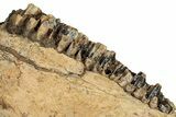 Hadrosaur (Edmontosaurus) Jaw Section with Teeth - Montana #353327-2